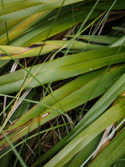 Phormium