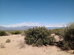 Atamisquea emarginata