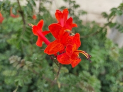 Tecomaria capensis