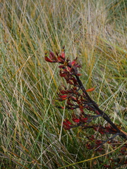 Phormium