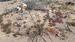 Leucocoryne coronata