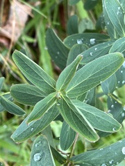 Hypericum punctatum