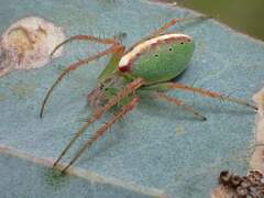 Araneus talipedatus