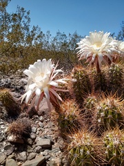 Trichocereus candicans