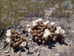 Trichocereus candicans
