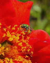Callistochlora chloris