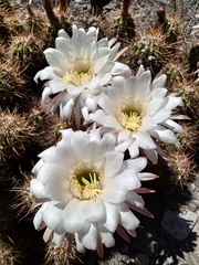 Trichocereus candicans