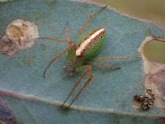Araneus talipedatus