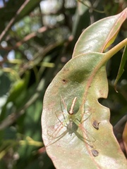Araneus talipedatus