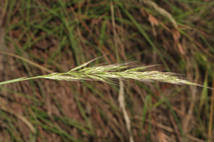 Capillipedium spicigerum