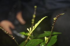 Spigelia