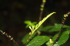 Spigelia