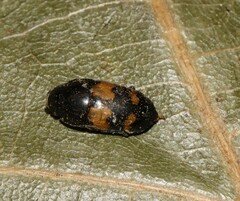 Glischrochilus fasciatus