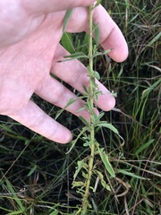 Eupatorium mohrii