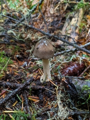 Amanita pachycolea