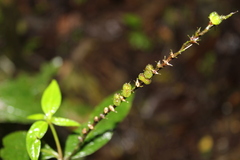 Spigelia