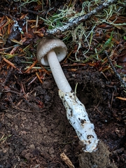 Amanita pachycolea