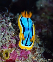 Chromodoris elisabethina