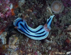 Chromodoris lochi