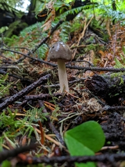 Amanita pachycolea