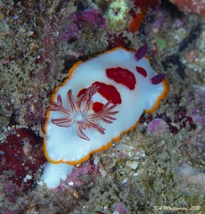 Goniobranchus splendidus