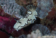 Doriprismatica atromarginata