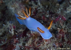 Hypselodoris bullockii