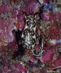 Hypselodoris jacksoni