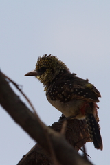 Trachyphonus darnaudii usambiro