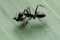 Leptomyrmex burwelli