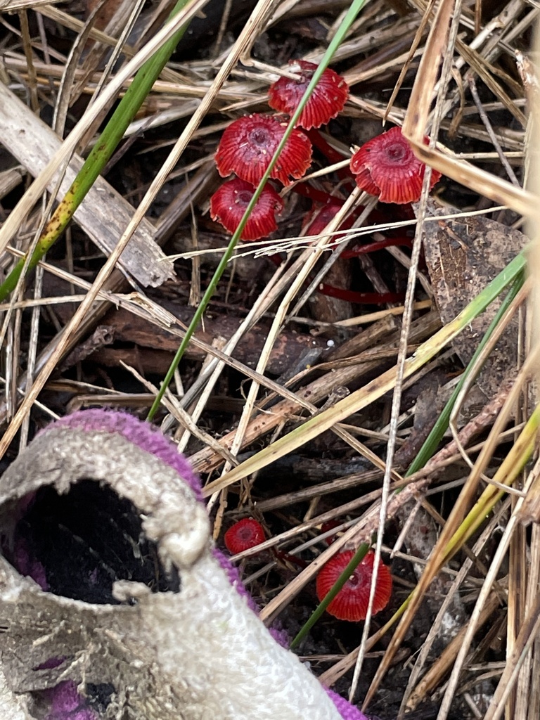 Ruby Bonnot ruby bonnet from Humphries Rd, Frankston South, VIC, AU on November 1 ...