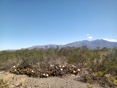 Trichocereus candicans