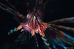 Pterois volitans
