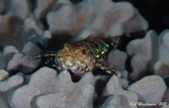 Aulopiformes