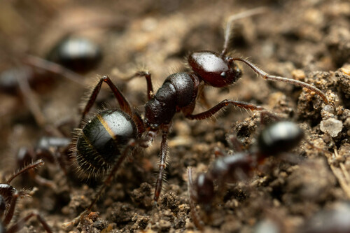 Melophorus hirsutusMelophorus hirsutus