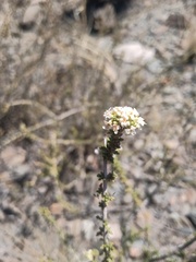 Acantholippia seriphioides