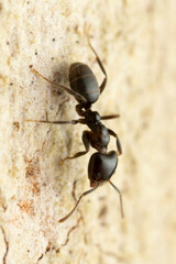 Anonychomyrma