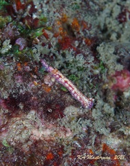 Hypselodoris