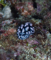 Phyllidiella