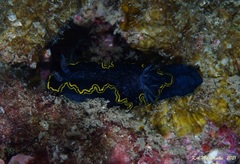 Glossodoris vespa