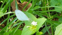 Leptosia alcesta