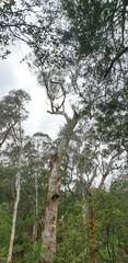 Eucalyptus cypellocarpa