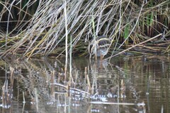 Lymnocryptes minimus