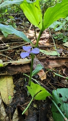 Coleotrype natalensis