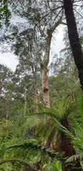 Eucalyptus cypellocarpa