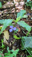 Coleotrype natalensis