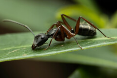 Camponotus hartogi