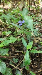 Coleotrype natalensis