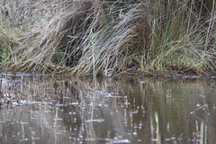 Lymnocryptes minimus