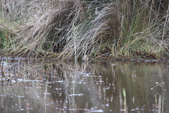 Lymnocryptes minimus